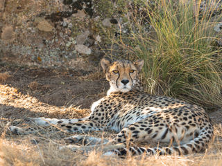 Gepard, cheetah