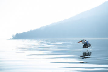Ein Krauskopfpelikan landet auf dem Wasser vor Bergen.