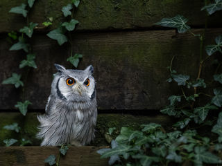 Weissgesichtseule, white-faced owl