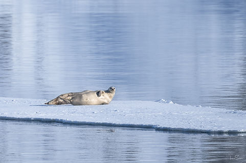 Seehund, harbour seal