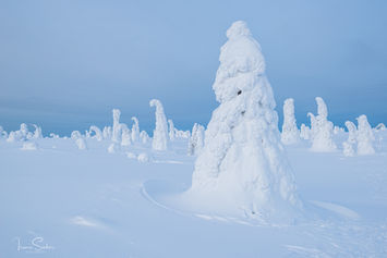 Verschneite Bäume in einer Winterlandschaft in Skandinavien