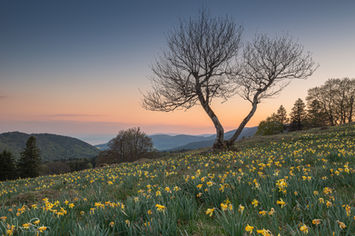 Narzissenwiese in der Schweiz bei Sonnenuntergang