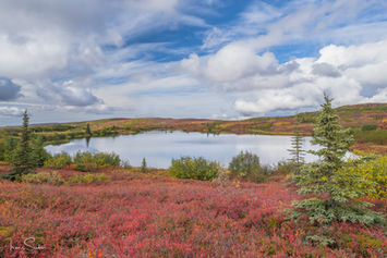 Herbstliche Tundra mit rotem Bewuchs an einem See in Alaska