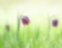 Schachblumen auf einer sonnigen grünen Wiese