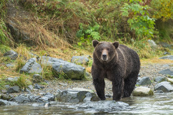 Ein Braunbär steht in einem flachen, steinigen Flussufer.