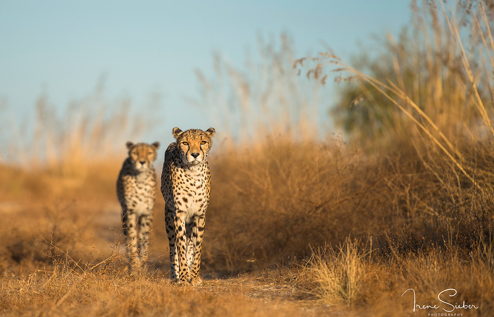 Cheetah 3