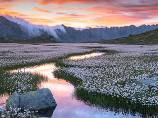 Wollgras, blühendes Wollgras, Wollgrasteppich, Swiss alps, Bergparadies, Schweiz, Schweizer Alpen, Fotoreise Schweiz, photo tour Switzerland, Bergparadies Schweiz
