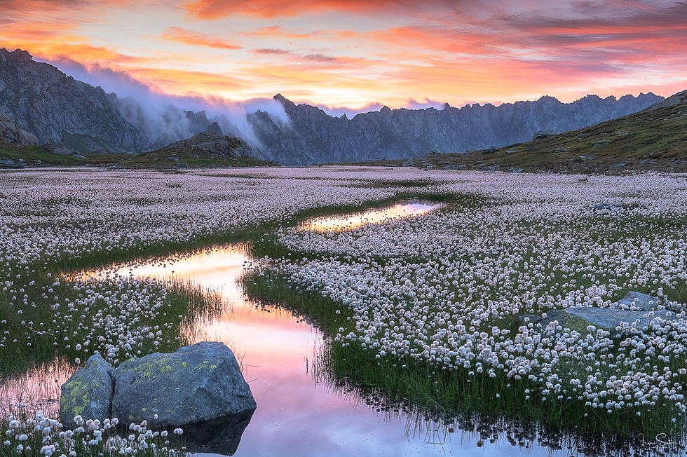 Wollgraswiese am Bergsee bei Sonnenuntergang in den Alpen