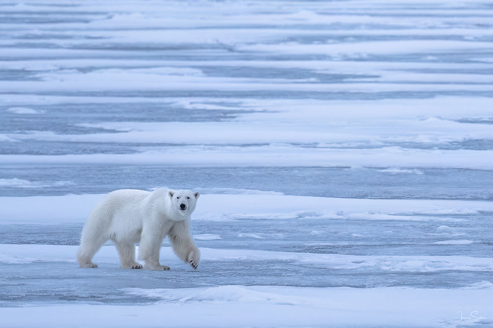 Eisbär läuft über das flache Packeis in Spitzbergen.