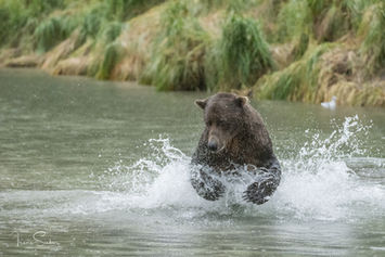 Ein Braunbär rennt durch einen Fluss und spritzt Wasser auf.