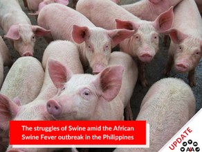 An Ongoing Battle: The struggles of Swine amid the African Swine Fever outbreak in the Philippines