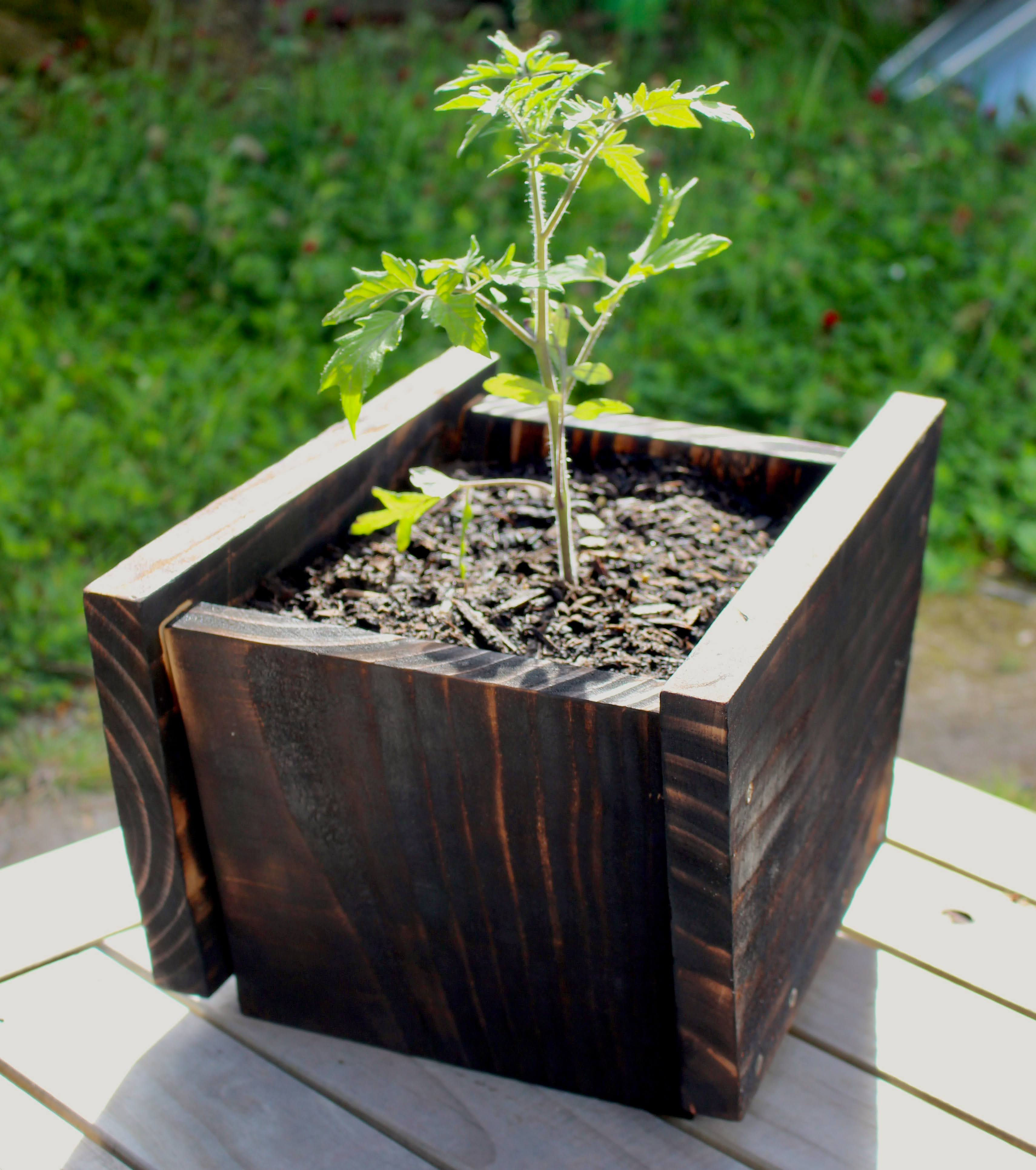 rustic pots with tomato growing
