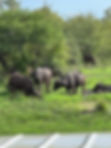 IMG_1098.jpeg