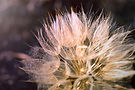 Close up of dandelion.jpg