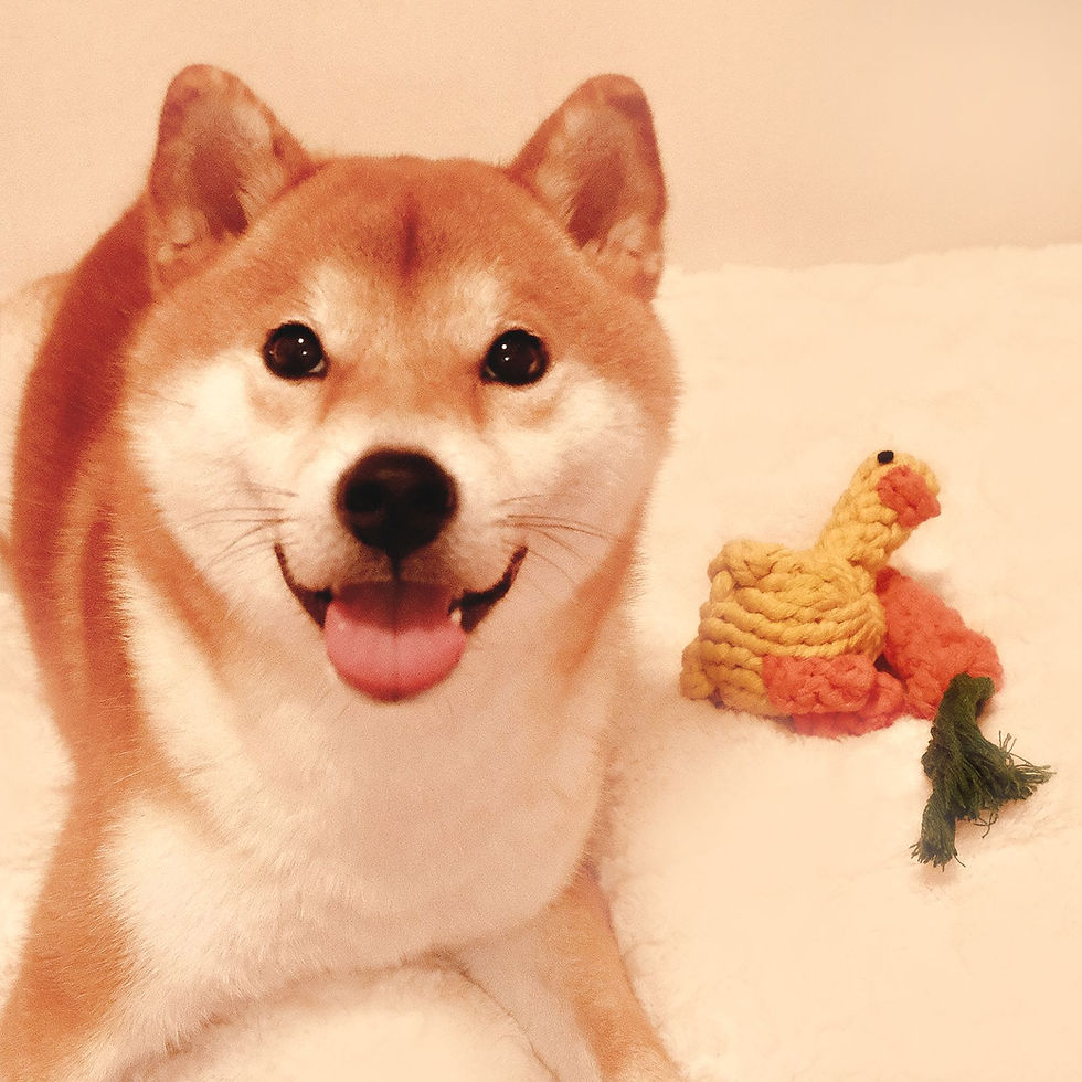 Thumbnail: Dog Rope Toys For Biting & Grinding And Cleaning Teeth