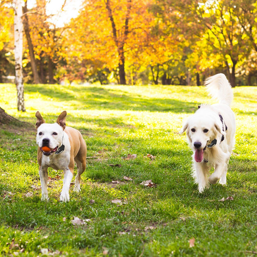 Miniatyrbilde: Wireless Electric Dog Fence Pet Shock Boundary Containment System 