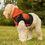 Thumbnail: ZH "Custom Print & Match your Hooman" Pet Hoodie 