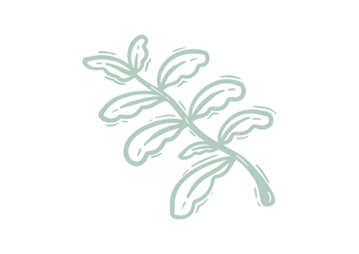 Cocoon - Illustrations - Plant - Colour_