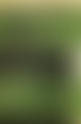 Bird In A Cage by Frederic Dard