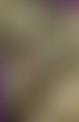 I Pass Like Night by Jonathan Ames