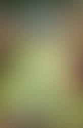 The White Brigand by Edison Marshall