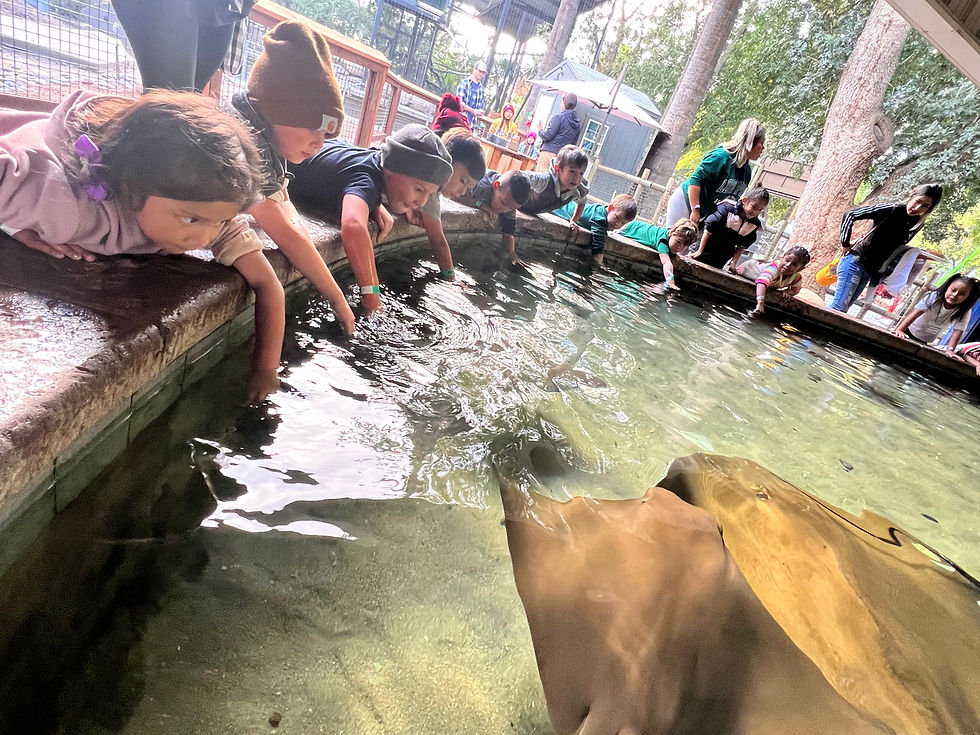 Sting Rays at Fresno Chaffee Zoo