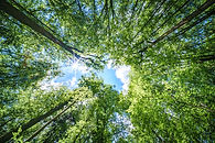 Observing the sunlight filtering through the trees in a forest, surrounded by a natural la