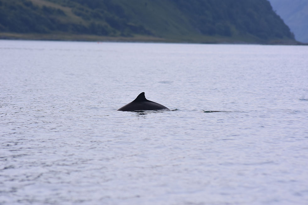 Harbor Porpoise_Knoydart
