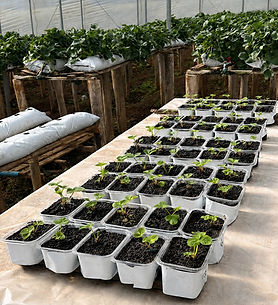 strawberry_seedlings_upscaled_edited.jpg