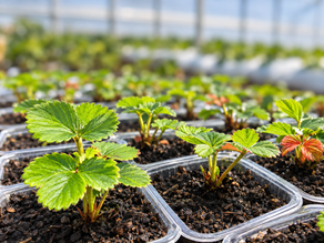 Utilização do fertilizante orgânico composto TriploPós® em mudas de morangueiro.