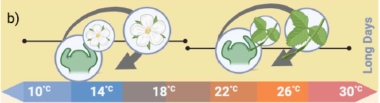 Figura 2. Esquema sobre a relação entre a temperatura e a emissão de flores e folhas nas plantas de morangueiro de variedades de dia neutro. Abaixo de 18° C ocorre a indução de florescimento e acima disso, a emissão de folhas predomina nas gemas apicais.
