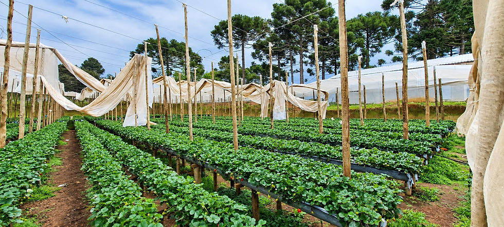 Ventos fortes causam prejuízos a produtores de morango na cidade de Carambeí, no Paraná.