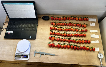 strawberries_lab_upscaled_edited.jpg