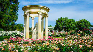 The rose gardens in full bloom in May at the Huntington Library in Los Angeles, California.