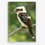 Thumbnail: Kookaburra Portrait