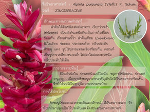 รู้จักกับไม้ดอกเมืองร้อน "ขิงชมพู"