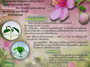 🌳 ต้นพรวด 🌳 ไม้ป่าประดับที่มากประโยชน์ ✨