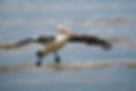 Pelican.jpg