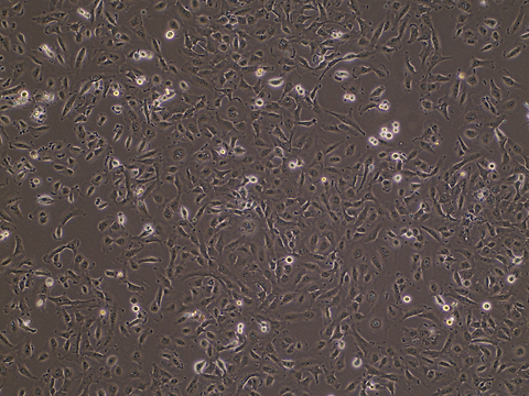 ktc2 mscv pp p2 1232.bmp