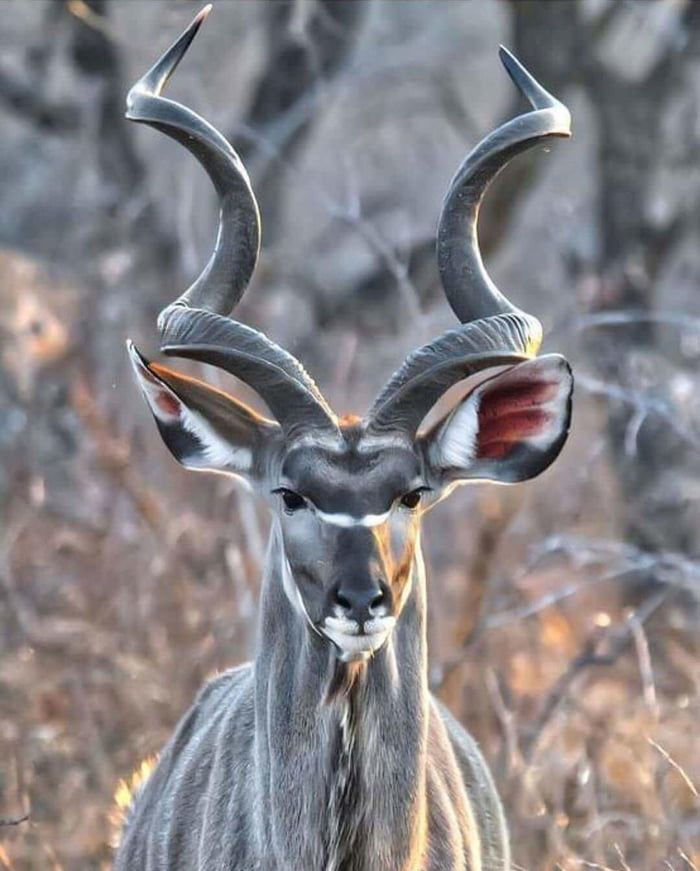 Male Greater Kudu
