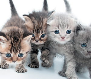 Chipped cats @ MobileMicrochipping