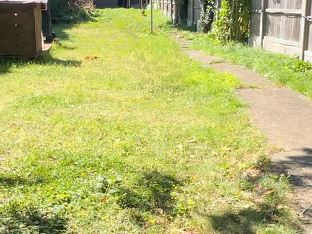 Transforming an Overgrown Garden: A Journey from Chaos to Serenity