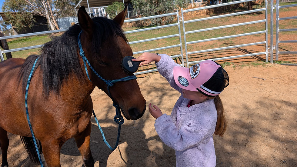 Meet & Play with the Legendary Snowy Brumby Mob