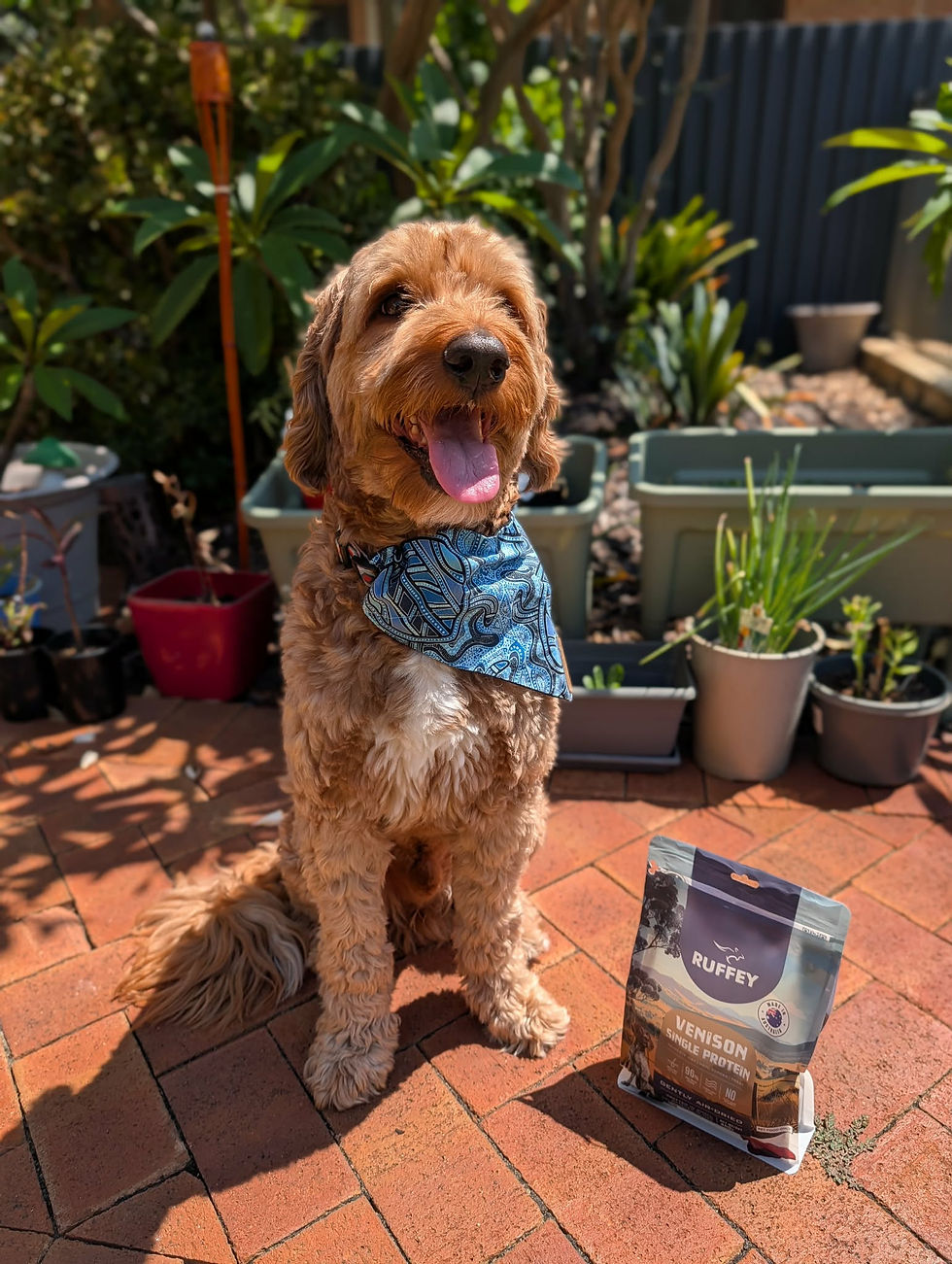 A dog relaxing poolside next to a bag of Ruffey air-dried dog food