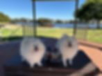 Happy dogs playing together at Perth Riverside Gardens Dog Exercise Area with Ruffey air-dried food