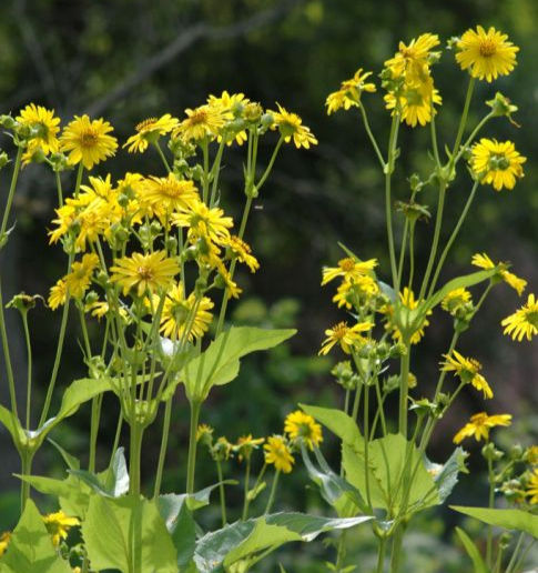 Cup Plant (Silphium perfoliatum)