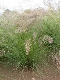 Thumbnail: Prairie Dropseed  (Sporabolus heterolepsis)