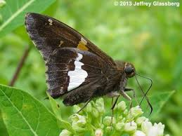 Thumbnail: Cinnamon Vine  (Apios americana)