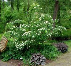 Thumbnail: Common Ninebark  (Physocarpus opulifolius)