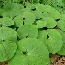 Thumbnail: Wild Ginger  (Asarum canadense)